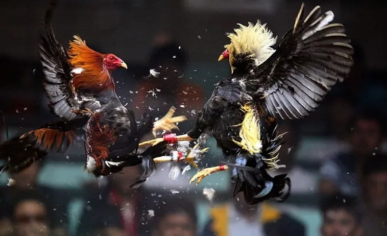 Cách Chơi Đá Gà Sabong Tại M88 Thống Trị Đấu Trường Philippines